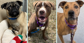 50% dog adoption fees!